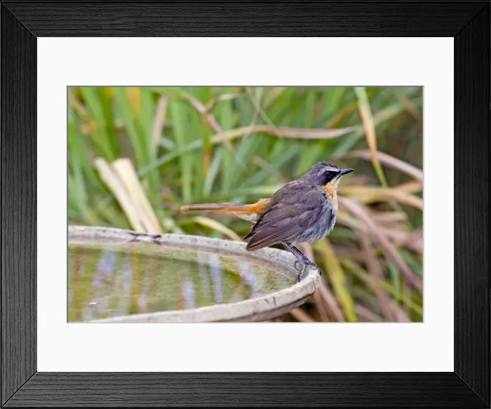 Framed Print : Cape Robin-Chat - at birdbath - southern Africa, less extensively to thee north in eastern Africa. Grahamstown, Eastern Cape, South Africa Framed Print : Cape Robin-Chat - at birdbath - southern Africa, less extensively to thee north in eastern Africa. Grahamstown, Eastern Cape, South Africa