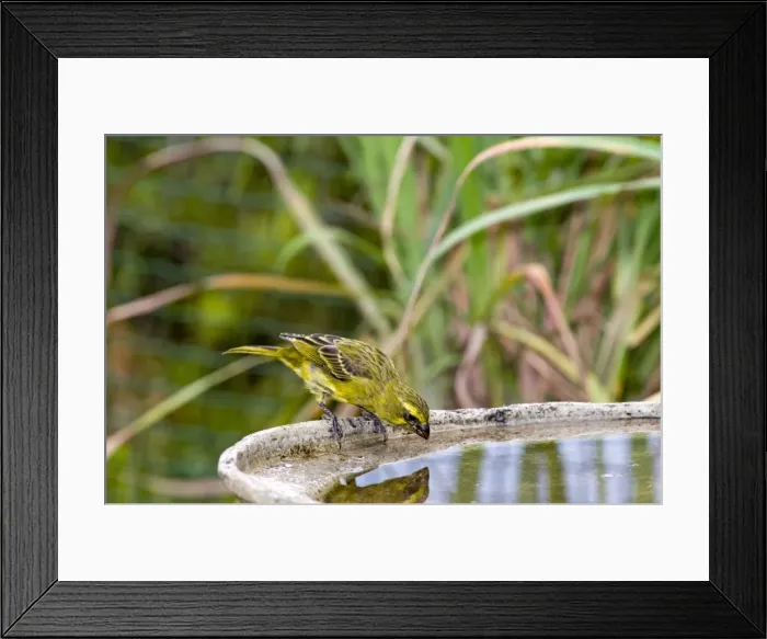 Framed Print : Brimstone / Bully Canary - drinking at birdbath - southern and eastern southern Africa, also Zimbabwe, Zambia, eastern Zaire and western Kenya -Grahamstown, Eastern Cape, South Africa Framed Print : Brimstone / Bully Canary - drinking at birdbath - southern and eastern southern Africa, also Zimbabwe, Zambia, eastern Zaire and western Kenya -Grahamstown, Eastern Cape, South Africa