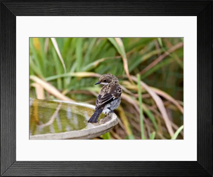Framed Print : Fiscal Flycatcher - immature at birdbath - Endemic in South Africa, occurring in woodland, thickets, scrub and gardens. Grahamstown, Eastern Cape, South Africa Framed Print : Fiscal Flycatcher - immature at birdbath - Endemic in South Africa, occurring in woodland, thickets, scrub and gardens. Grahamstown, Eastern Cape, South Africa