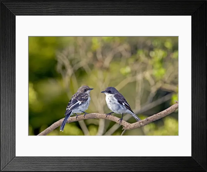 Framed Print : Fiscal Flycatcher - female with immature on left - Endemic in South Africa, occurring in woodland, thickets, scrub and gardens. Grahamstown, Eastern Cape, South Africa Framed Print : Fiscal Flycatcher - female with immature on left - Endemic in South Africa, occurring in woodland, thickets, scrub and gardens. Grahamstown, Eastern Cape, South Africa