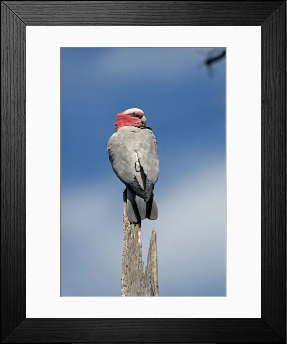 Framed Print : Galah - perched on stump. Abundant throughout most of Australia. Bells Rapids, Perth, Western Australia Framed Print : Galah - perched on stump. Abundant throughout most of Australia. Bells Rapids, Perth, Western Australia
