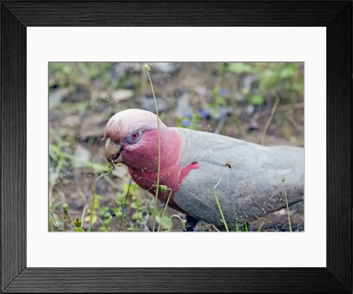 Framed Print : Galah - feeding on flower heads. Abundant throughout most of Australia. Bells Rapids, Perth, Western Australia Framed Print : Galah - feeding on flower heads. Abundant throughout most of Australia. Bells Rapids, Perth, Western Australia