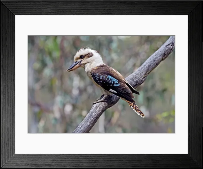 Framed Print : Laughing Kookaburra - common in a diverse range of habitats, especially open forests and woodland, in south-western and eastern Australia - Walyunga National Park, Western Australia Framed Print : Laughing Kookaburra - common in a diverse range of habitats, especially open forests and woodland, in south-western and eastern Australia - Walyunga National Park, Western Australia