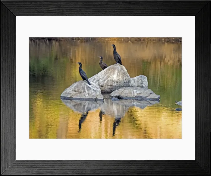 Framed Print : Little Black Cormorants - resting in exposed rocks in river. Widespread, occurring in estuarine and inland aquatic habitats. Bells Rapids, Perth, Western Australia Framed Print : Little Black Cormorants - resting in exposed rocks in river. Widespread, occurring in estuarine and inland aquatic habitats. Bells Rapids, Perth, Western Australia