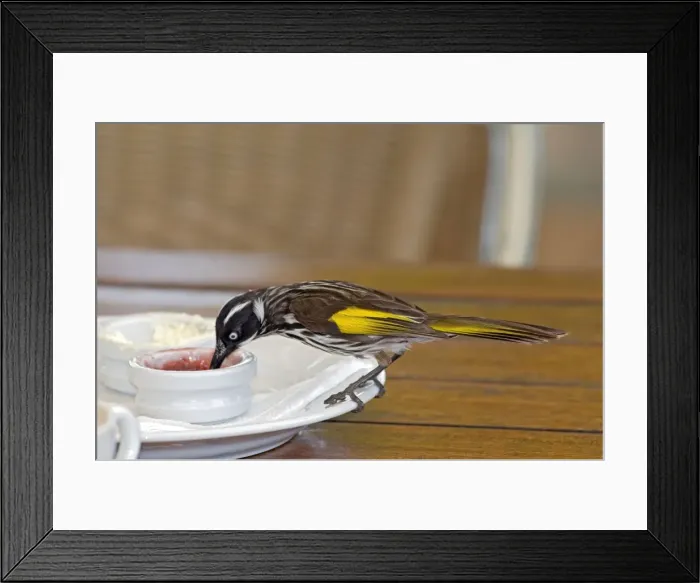 Framed Print : New Holland Honeyeater - feeding on jam at restaurant table - common in south-western and south-eastern Australia. Margaret River, Western Australia Framed Print : New Holland Honeyeater - feeding on jam at restaurant table - common in south-western and south-eastern Australia. Margaret River, Western Australia