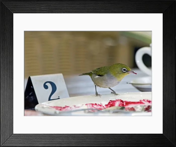 Framed Print : Silvereye - feeding on jam at restaurant table - south-western and eastern Australia. Margaret River, Western Australia Framed Print : Silvereye - feeding on jam at restaurant table - south-western and eastern Australia. Margaret River, Western Australia