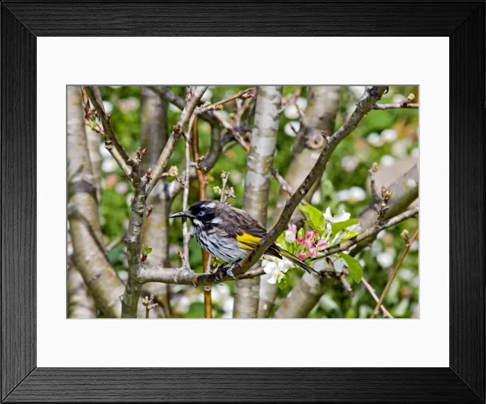 Framed Print : New Holland Honeyeater - common in south-western and south-eastern Australia. Margaret River, Western Australia Framed Print : New Holland Honeyeater - common in south-western and south-eastern Australia. Margaret River, Western Australia