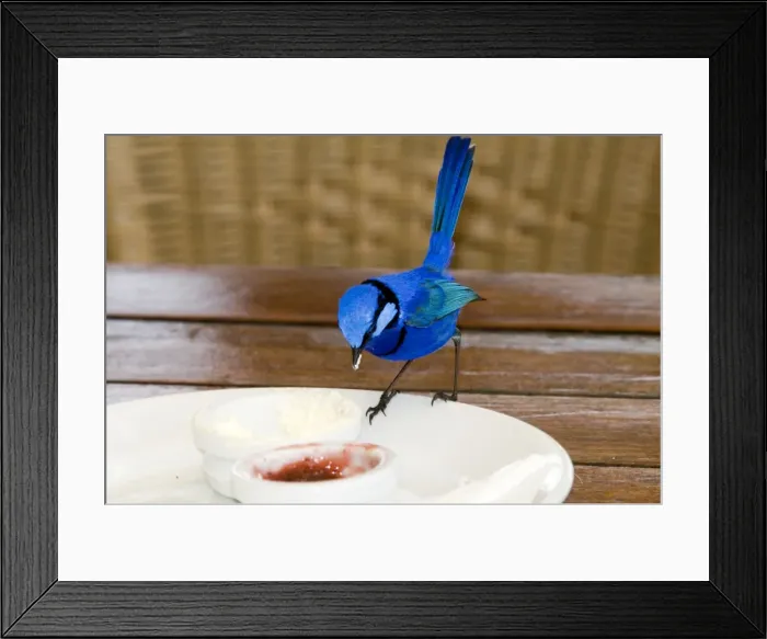 Framed Print : Splendid Fairy-wren - male feeding on jam at restaurant table. Widespread. Margaret River, Western Australia Framed Print : Splendid Fairy-wren - male feeding on jam at restaurant table. Widespread. Margaret River, Western Australia