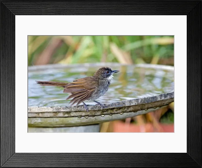 Framed Print : Terrestrial Brownbul - at birdbath - found from south west Cape to Kenya. Grahamstown, Eastern Cape, South Africa Framed Print : Terrestrial Brownbul - at birdbath - found from south west Cape to Kenya. Grahamstown, Eastern Cape, South Africa