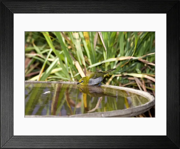 Framed Print : Cape White-eye - drinking at birdbath - throughout the eastern and southern half of South Africa. Grahamstown, Eastern Cape, South Africa Framed Print : Cape White-eye - drinking at birdbath - throughout the eastern and southern half of South Africa. Grahamstown, Eastern Cape, South Africa