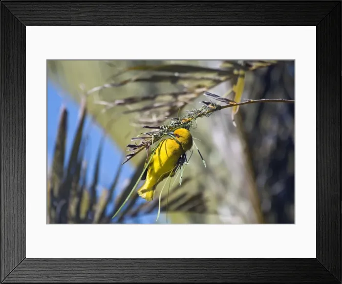 Framed Print : Yellow Weaver - male building nest - eastern coastal strip from South Africa to Kenya. Qolora Mouth, nr East London, Eastern Cape, South Africa Framed Print : Yellow Weaver - male building nest - eastern coastal strip from South Africa to Kenya. Qolora Mouth, nr East London, Eastern Cape, South Africa