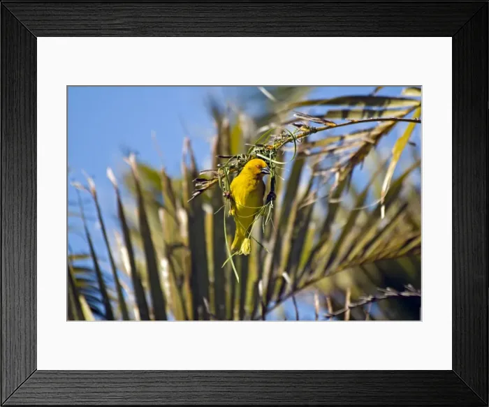 Framed Print : Yellow Weaver - male building nest - eastern coastal strip from South Africa to Kenya. Qolora Mouth, nr East London, Eastern Cape, South Africa Framed Print : Yellow Weaver - male building nest - eastern coastal strip from South Africa to Kenya. Qolora Mouth, nr East London, Eastern Cape, South Africa
