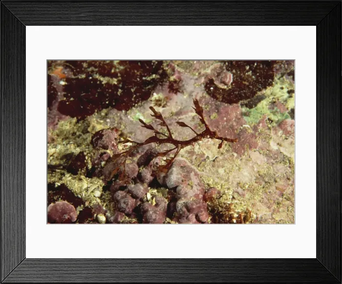 Framed Print : Weedy Seadragon - Juvenile, aprroximately 5 cm in length Framed Print : Weedy Seadragon - Juvenile, aprroximately 5 cm in length