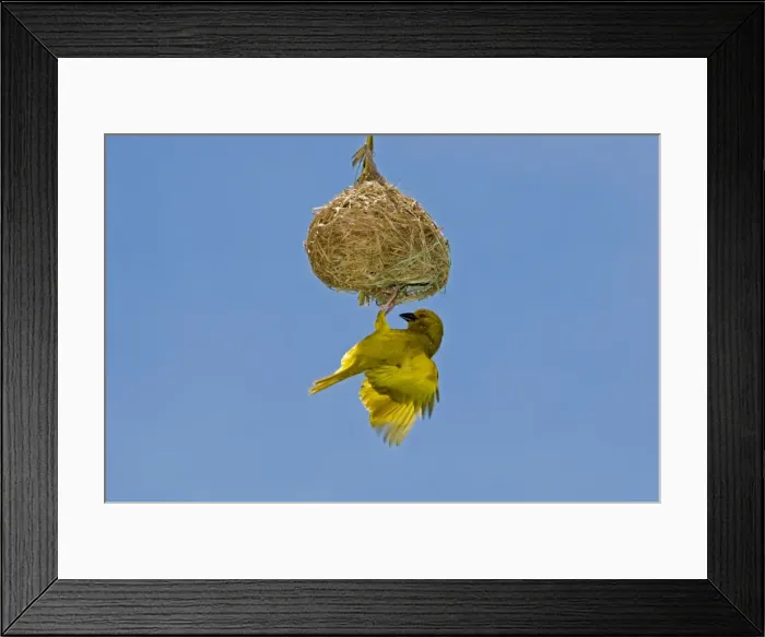 Framed Print : Yellow  /  Eastern Golden Weaver - male displaying on nest - eastern coastal strip from South Africa to Kenya. Qolora Mouth, nr East London, Eastern Cape, South Africa