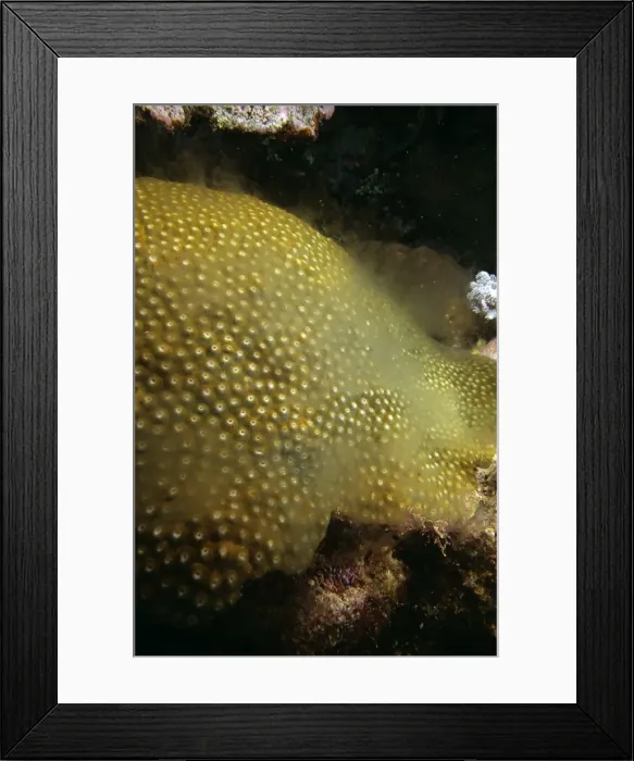 Framed Print : Large Plate Coral - spawning, this is a male, and the milk sperm puffs out many tims over 30 to 60 minutes fam: Faviidae SND01593 Framed Print : Large Plate Coral - spawning, this is a male, and the milk sperm puffs out many tims over 30 to 60 minutes fam: Faviidae SND01593