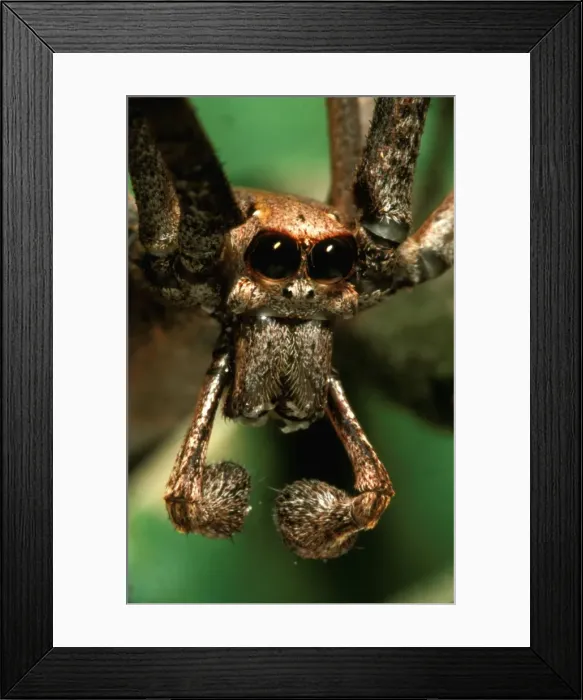 Framed Print : CLY02046. AUS-268. Net-casting spider - showing males feeler-like palps Framed Print : CLY02046. AUS-268. Net-casting spider - showing males feeler-like palps