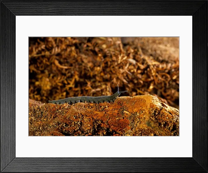 Framed Print : Peripatus / Velvet worm - (Phylum: Onychophora) inhabits moist places e. g. inside & under rotting logs, beeneath stones & leaf litter. Considered to be a close relative of arthropods, New Zealand KAT02485 Framed Print : Peripatus / Velvet worm - (Phylum: Onychophora) inhabits moist places e. g. inside & under rotting logs, beeneath stones & leaf litter. Considered to be a close relative of arthropods, New Zealand KAT02485