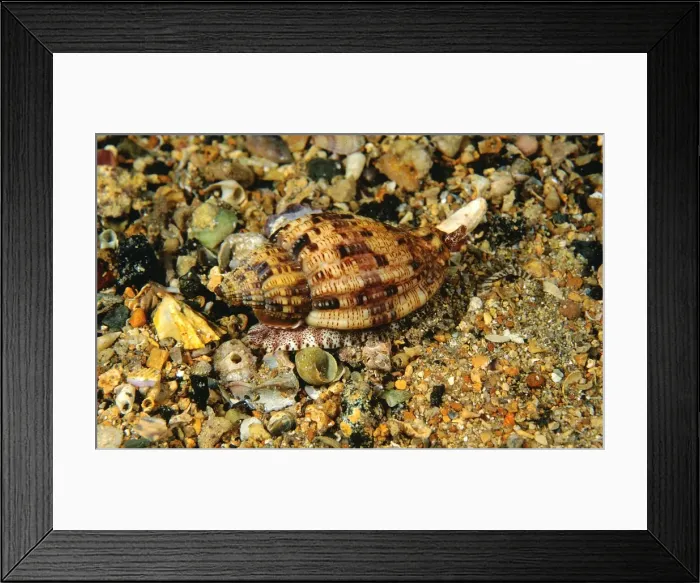 Framed Print : Mitre-like Volute Edithburgh, Yorke Peninsula, South Australia. TED00152 Framed Print : Mitre-like Volute Edithburgh, Yorke Peninsula, South Australia. TED00152