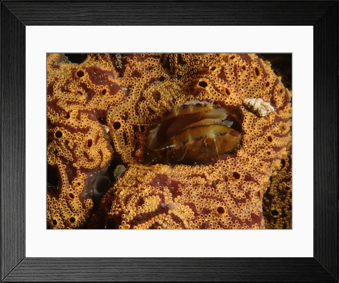 Framed Print : Doughboy scallop, Chlamys asperrimus, A scallop living in the middle of an ascidian colony, Edithburgh, South Australia, Australia, Southern Ocean Framed Print : Doughboy scallop, Chlamys asperrimus, A scallop living in the middle of an ascidian colony, Edithburgh, South Australia, Australia, Southern Ocean