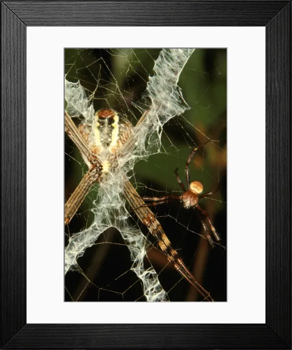 Framed Print : CLY02082. AUS-304. St Andrews Cross spider - female with male in attendance Framed Print : CLY02082. AUS-304. St Andrews Cross spider - female with male in attendance