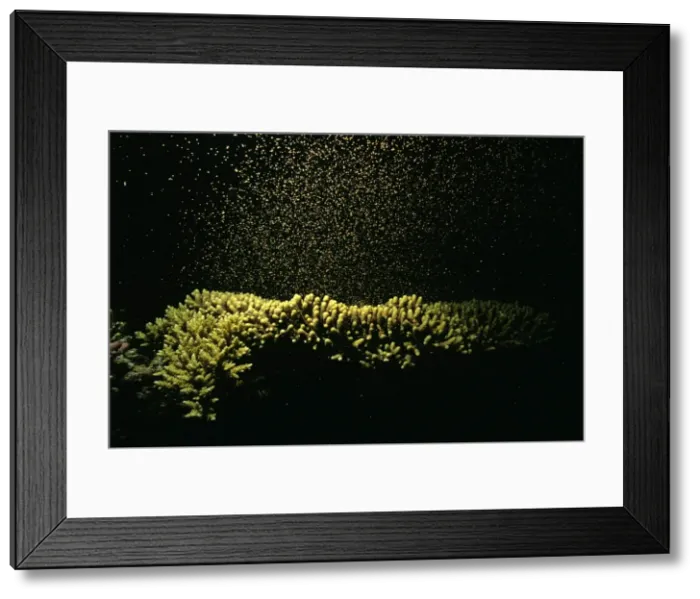 Framed Print : Coral - spawning Lizard Island National Park, Great Barrier Reef (world Heritage Area), Queensland, Australia KDN0989B Framed Print : Coral - spawning Lizard Island National Park, Great Barrier Reef (world Heritage Area), Queensland, Australia KDN0989B