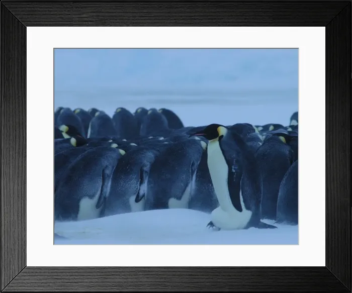 Framed Print : Emperor Penguin - brooding egg during blizzard - Antarctica OLI00006 Framed Print : Emperor Penguin - brooding egg during blizzard - Antarctica OLI00006