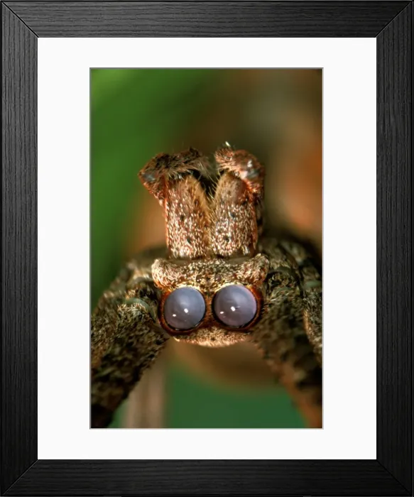 Framed Print : CLY02047. AUS-269. Net-casting spider - female Framed Print : CLY02047. AUS-269. Net-casting spider - female