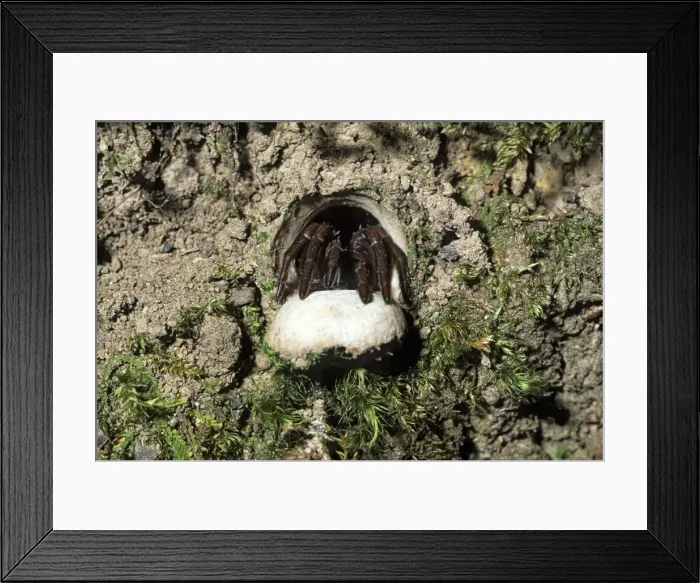Framed Print : Trapdoor Spider ready to pounce on passing prey, a trapdoor spider sits at its burrow entrance. By day the spider withdraws into its den built into a bank and closes the hinged door. Not all trapdoor spiders construct doors for their burrows Framed Print : Trapdoor Spider ready to pounce on passing prey, a trapdoor spider sits at its burrow entrance. By day the spider withdraws into its den built into a bank and closes the hinged door. Not all trapdoor spiders construct doors for their burrows