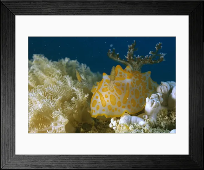Framed Print : Nudibranch Rodda Reef, Great Barrier Reef, Queensland, Australia DWD00189 Framed Print : Nudibranch Rodda Reef, Great Barrier Reef, Queensland, Australia DWD00189