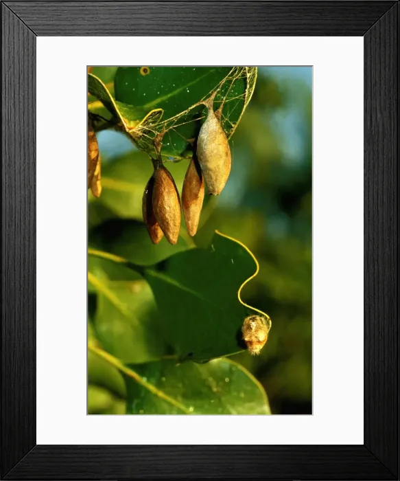 Framed Print : CLY02062. AUS-284. A bolas spider - cluster of egg sacs with spider below Framed Print : CLY02062. AUS-284. A bolas spider - cluster of egg sacs with spider below