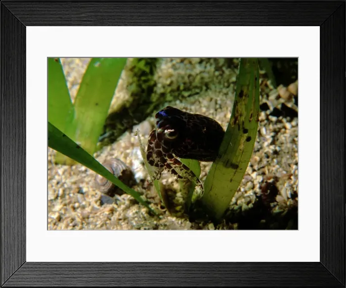 Framed Print : Southern Bobtail Squid, Sepiola sp. This Small Squid is not yet described. It is usually found at night actively swimming over seagrass beds. Mature males such as this one can be identfied by greatly enlarged suckers on the 1st and 3rd arms Framed Print : Southern Bobtail Squid, Sepiola sp. This Small Squid is not yet described. It is usually found at night actively swimming over seagrass beds. Mature males such as this one can be identfied by greatly enlarged suckers on the 1st and 3rd arms