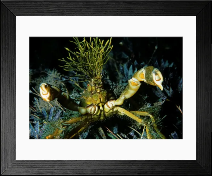 Framed Print : Spider Crab, Naxia aurita, Spider crab with Seagrasses grwoing on its Carapace. Crab is in defensive position, Wool Bay, South Australia, Australia, Southern Ocean