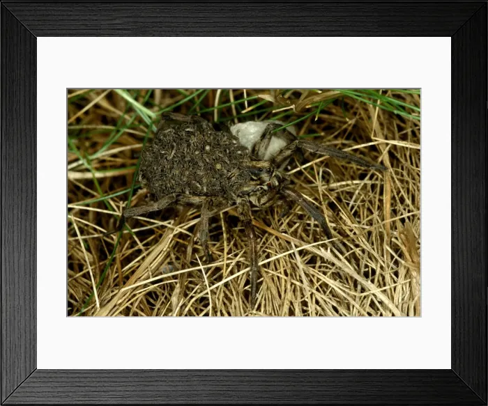 Framed Print : CLY02041. AUS-263. A wolf spider - female carrying newly hatched spiderlings on back Framed Print : CLY02041. AUS-263. A wolf spider - female carrying newly hatched spiderlings on back
