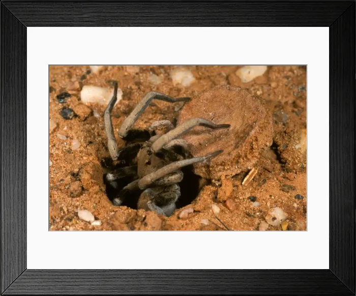 Framed Print : Forrest's Wolf Spider - Emerging from burrow 3 km NW of mt dimer, Western australia HRD02210 Framed Print : Forrest's Wolf Spider - Emerging from burrow 3 km NW of mt dimer, Western australia HRD02210