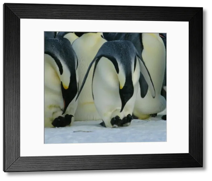 Framed Print : Emperor Penguins - two birds bending down to check the eggs on their feet - Antarctica OLI00023 Framed Print : Emperor Penguins - two birds bending down to check the eggs on their feet - Antarctica OLI00023