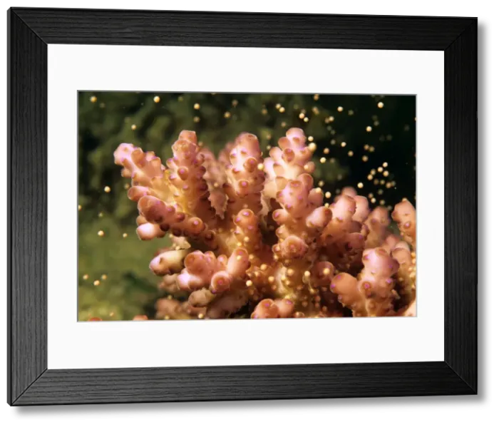 Framed Print : Hard Coral - spawning Lizard Island National Park, Great Barrier Reef (world Heritage Area), Queensland, Australia KDN0988B Framed Print : Hard Coral - spawning Lizard Island National Park, Great Barrier Reef (world Heritage Area), Queensland, Australia KDN0988B
