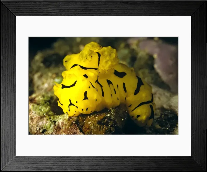 Framed Print : Nudibranch near Wreck Bay, Great Barrier Reef, Queensland, Australia. DWD00001 Framed Print : Nudibranch near Wreck Bay, Great Barrier Reef, Queensland, Australia. DWD00001