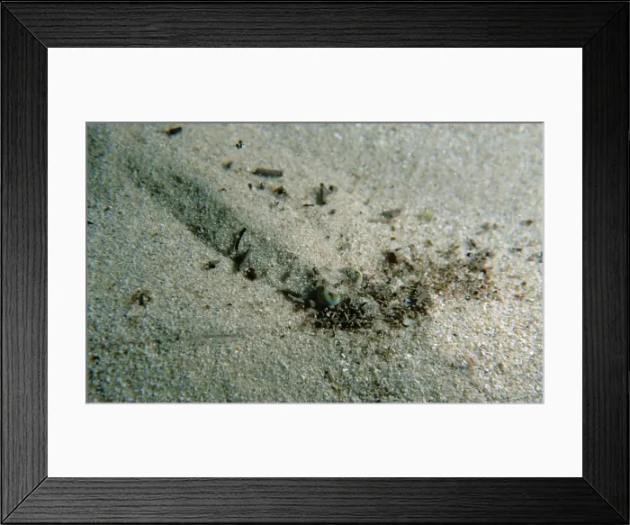 Framed Print : Western King Prawn, Penaeus latisulcatus, A prawn hiding in sand from potential predators, Moonta Bay, South Australia, Australia, Southern Ocean Framed Print : Western King Prawn, Penaeus latisulcatus, A prawn hiding in sand from potential predators, Moonta Bay, South Australia, Australia, Southern Ocean