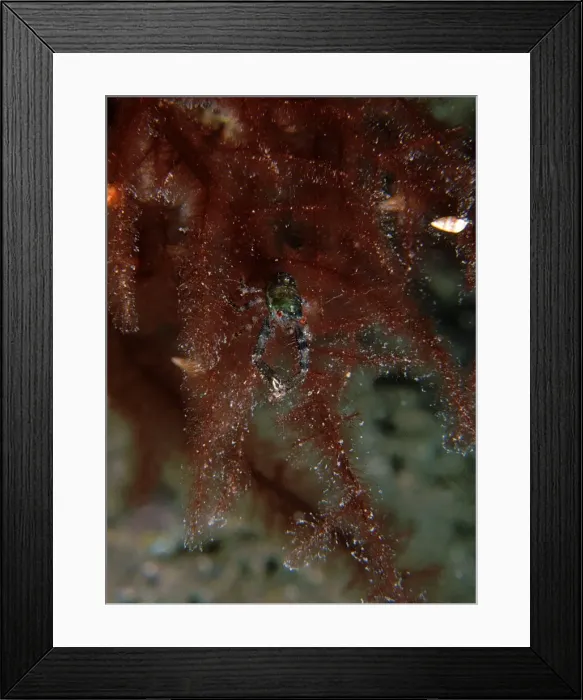 Framed Print : Squat Lobster, Galathea australiensis, A squat lobster on red algae, Port Hughes, South Australia, Australia, Southern Ocean Framed Print : Squat Lobster, Galathea australiensis, A squat lobster on red algae, Port Hughes, South Australia, Australia, Southern Ocean