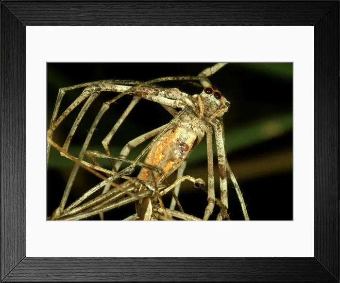 Framed Print : CLY02050. AUS-272. Net-casting spider - male, below Framed Print : CLY02050. AUS-272. Net-casting spider - male, below