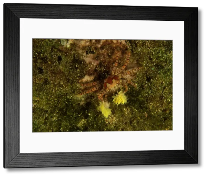 Framed Print : Boxer Crab - These animals hold small stinging anemones in their claws both for protection and to stun prey. Family: Xanthidae North Solitary islands, New South Wales, Australia. SND01975 Framed Print : Boxer Crab - These animals hold small stinging anemones in their claws both for protection and to stun prey. Family: Xanthidae North Solitary islands, New South Wales, Australia. SND01975