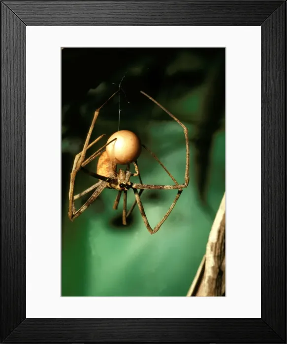 Framed Print : CLY02051. AUS-273. Net-casting spider - female weaving egg sac Framed Print : CLY02051. AUS-273. Net-casting spider - female weaving egg sac