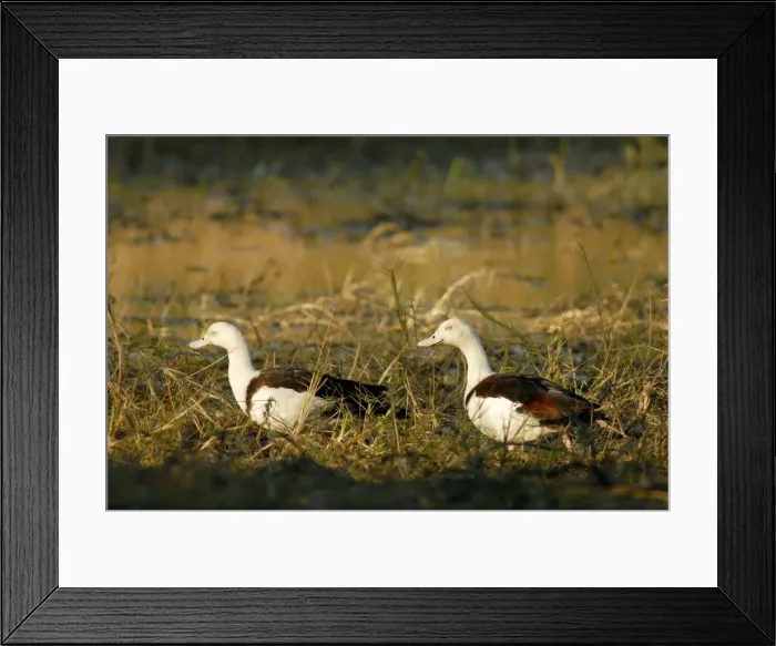 Framed Print : Radjah shelducks or Burdekin ducks - pair on a floodplain wetland of the Wilton River, a wild river and tributary of Roper River, Wongalara Station Reserve, southeast Arnhem Land, Northern Territory, Australia. LAW03842 Framed Print : Radjah shelducks or Burdekin ducks - pair on a floodplain wetland of the Wilton River, a wild river and tributary of Roper River, Wongalara Station Reserve, southeast Arnhem Land, Northern Territory, Australia. LAW03842