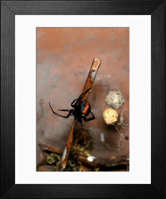 Framed Print : CLY02037. AUS-259. Redback spider - female with egg sacs Framed Print : CLY02037. AUS-259. Redback spider - female with egg sacs