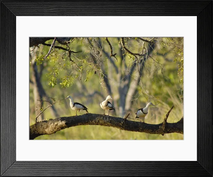 Framed Print : Radjah shelducks or Burdekin ducks - on a floodplain wetland of the Wilton River, a wild river and tributary of Roper River, Wongalara Station Reserve, southeast Arnhem Land, Northern Territory, Australia. LAW03851 Framed Print : Radjah shelducks or Burdekin ducks - on a floodplain wetland of the Wilton River, a wild river and tributary of Roper River, Wongalara Station Reserve, southeast Arnhem Land, Northern Territory, Australia. LAW03851