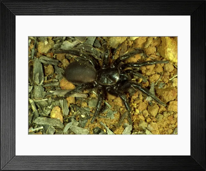 Framed Print : Sydney funnel-web spider Framed Print : Sydney funnel-web spider