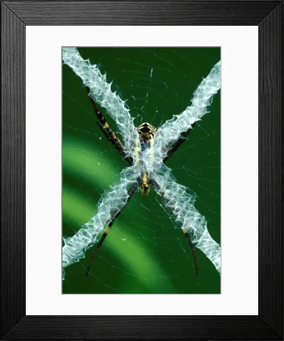 Framed Print : CLY02079. AUS-301. St Andrews Cross spider - from reverse side of web Framed Print : CLY02079. AUS-301. St Andrews Cross spider - from reverse side of web