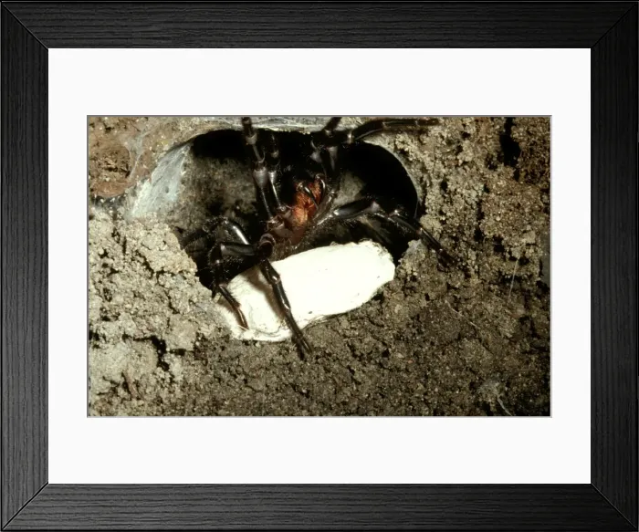Framed Print : CLY02033. AUS-255. Sydney funnel-web spider - female at burrow entrance with egg sac Framed Print : CLY02033. AUS-255. Sydney funnel-web spider - female at burrow entrance with egg sac