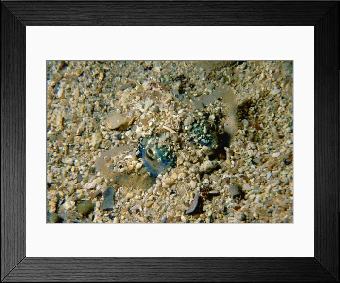 Framed Print : Southern Dumpling Squid, Euprymna tasmanica, a dumpling squid in the process of burying itself to hide from predator. It uses its arms to pile sand on itself, Port Hughes, South Australia, Australia, Southern Ocean Framed Print : Southern Dumpling Squid, Euprymna tasmanica, a dumpling squid in the process of burying itself to hide from predator. It uses its arms to pile sand on itself, Port Hughes, South Australia, Australia, Southern Ocean