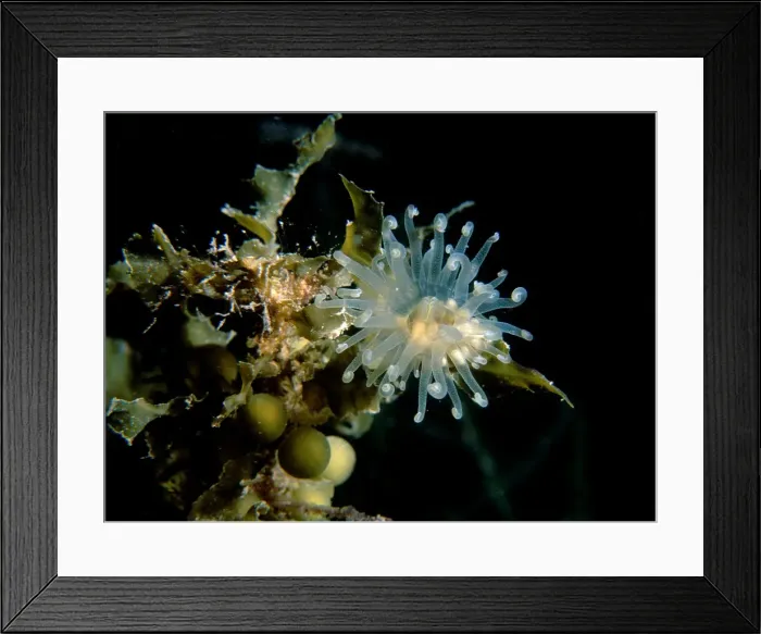 Framed Print : Anemone, ?boloceroides sp. an anemone usually found on seagrass beds, Port Hughes, South Australia, Australia, Southern Ocean Framed Print : Anemone, ?boloceroides sp. an anemone usually found on seagrass beds, Port Hughes, South Australia, Australia, Southern Ocean